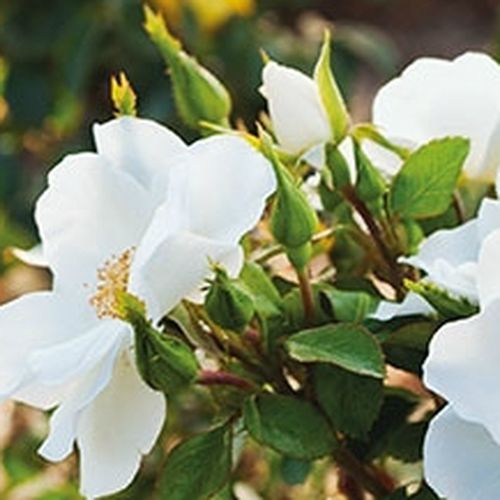 Rosa Milly™ - blanco - Árbol de Rosas Flor Simple - rosal de pie alto- forma de corona tupida